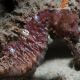 Short-snouted seahorse