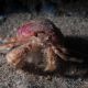 Pagurus prideaux