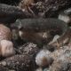 Lepadogaster candolii 