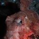 Streaked gurnard
