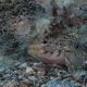 Slender goby