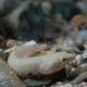 Two-spotted clingfish