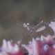 Periclimenes ssp.