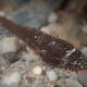 Connemara clingfish