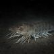 Triplegrooved shrimp