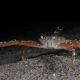 Derilambrus angulifrons