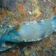Hypselodoris pictavariante