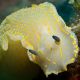 Hypselodoris picta