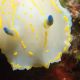 Hypselodoris picta