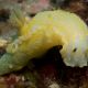Hypselodoris picta