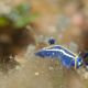 Hypselodoris tricolor