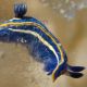 Hypselodoris tricolor - Si nutre di idroidi 5mm ca