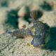 hypselodoris picta