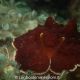 Pleurobranchus testudinarius