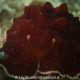Pleurobranchus testudinarius