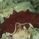 Pleurobranchus testudinarius
