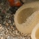 Uova (eggs) di Pleurobranchus 