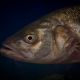 En-seabass  Fr-loup