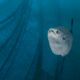 Mola mola