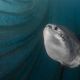 Mondfisch