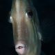 Pesce Lima